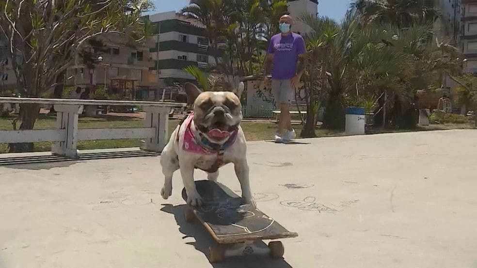 Cachorra skatista faz sucesso em pista de Capão da Canoa