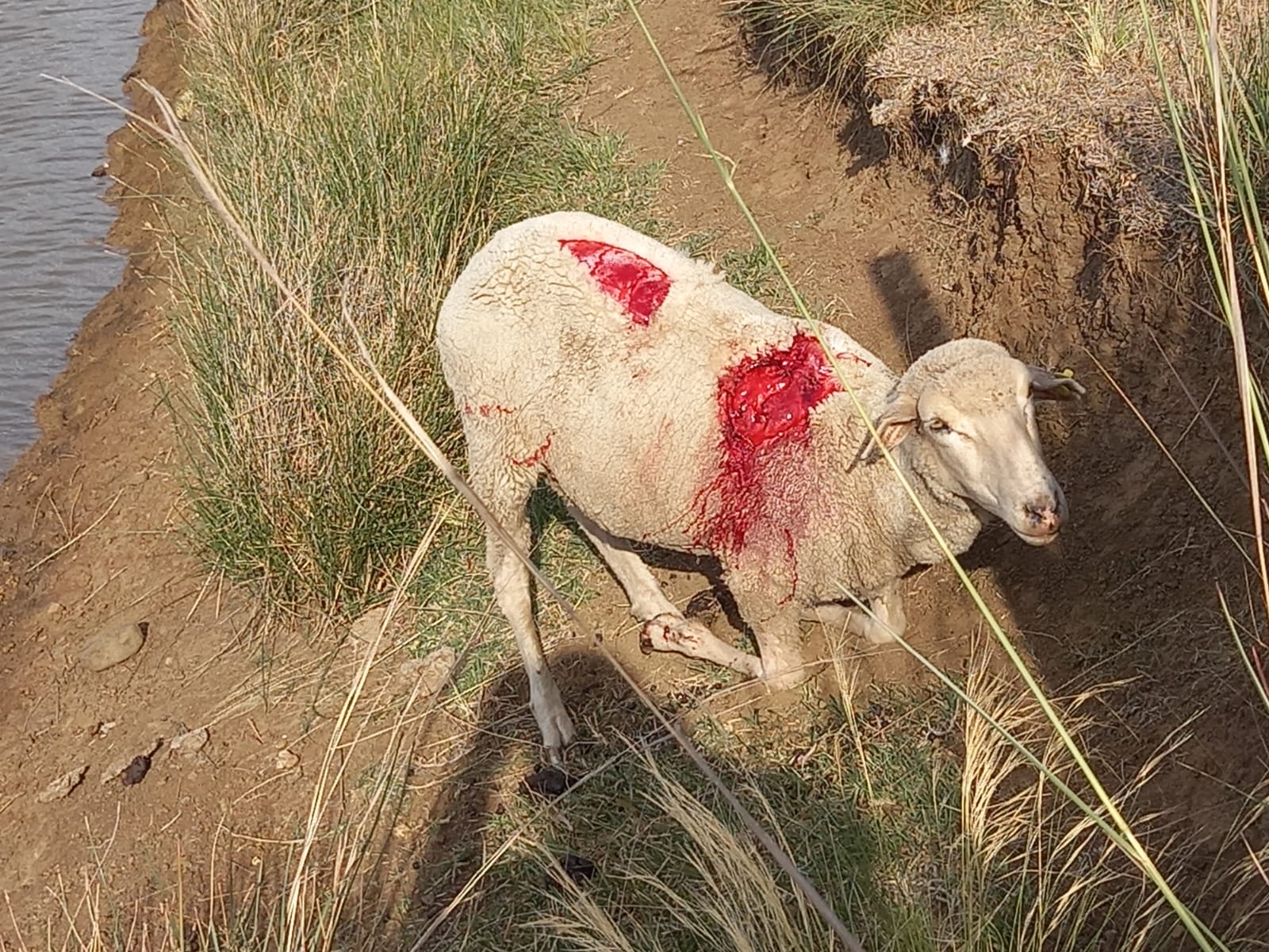 ovelhas atacadas por cães