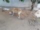 Resgate de cães abandonados