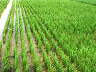 Falta de chuva baixa nível de barragens que irrigam produção de arroz