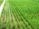 Falta de chuva baixa nível de barragens que irrigam produção de arroz