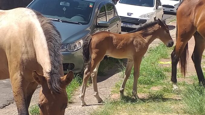 Surto viral mata cavalos na Europa e acende alerta entre criadores