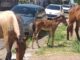 Cavalos soltos no Centro