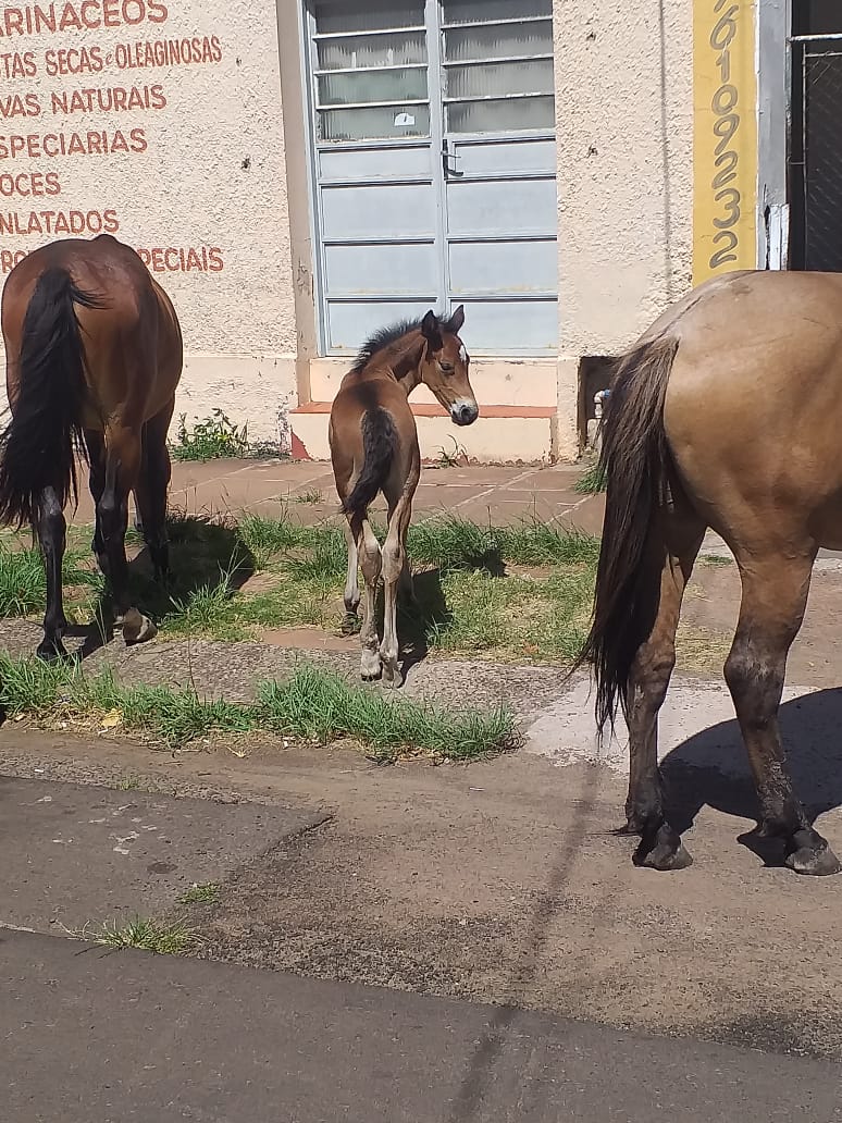 Cavalos soltos no Centro