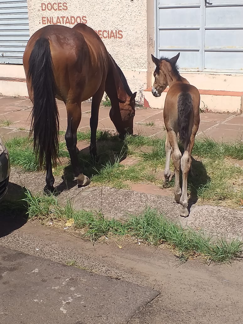 Cavalos soltos no Centro