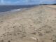 Peixes mortos tomam 4 km de praia em Pelotas