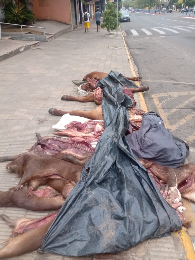 Vídeo: Brigada Militar flagra veículo com nove capivara e um bovino