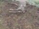 Cães matam e mutilam ovelhas no interior