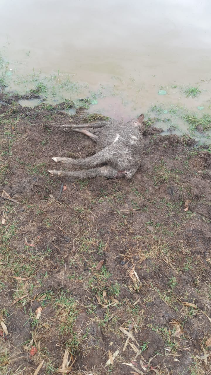 Cães matam e mutilam ovelhas no interior