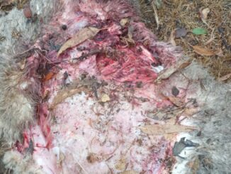 Cães matam e mutilam ovelhas no interior