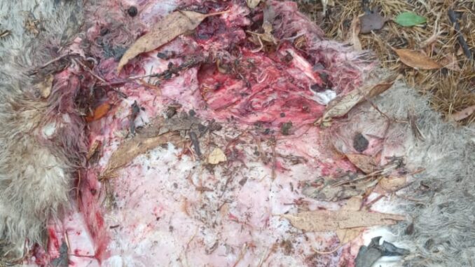 Cães matam e mutilam ovelhas no interior Cães matam e mutilam ovelhas no interior