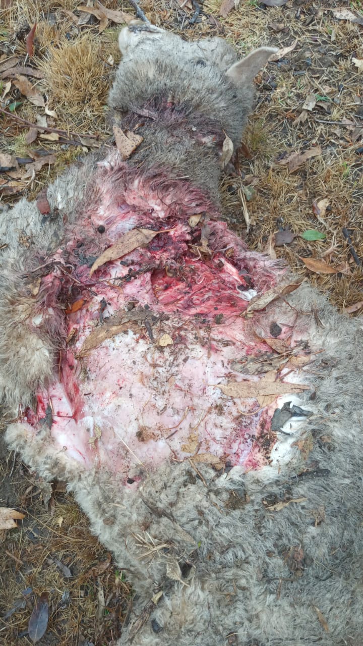 Cães matam e mutilam ovelhas no interior