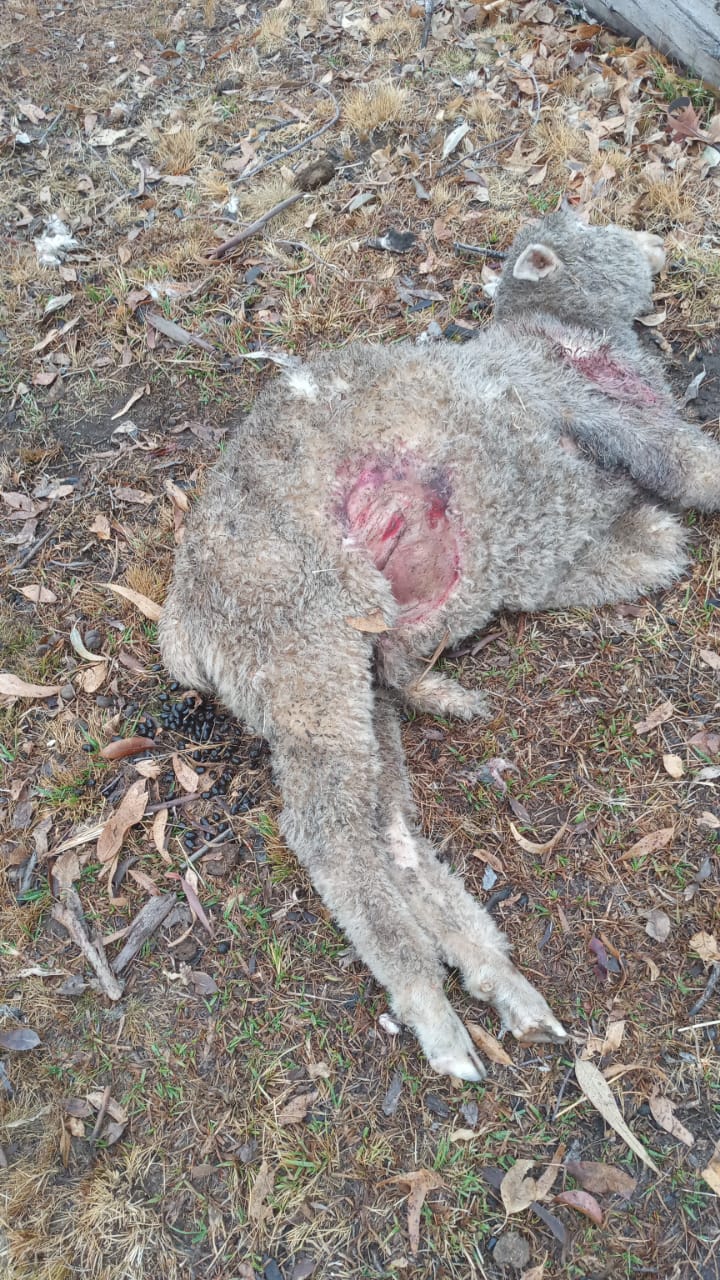 Cães matam e mutilam ovelhas no interior