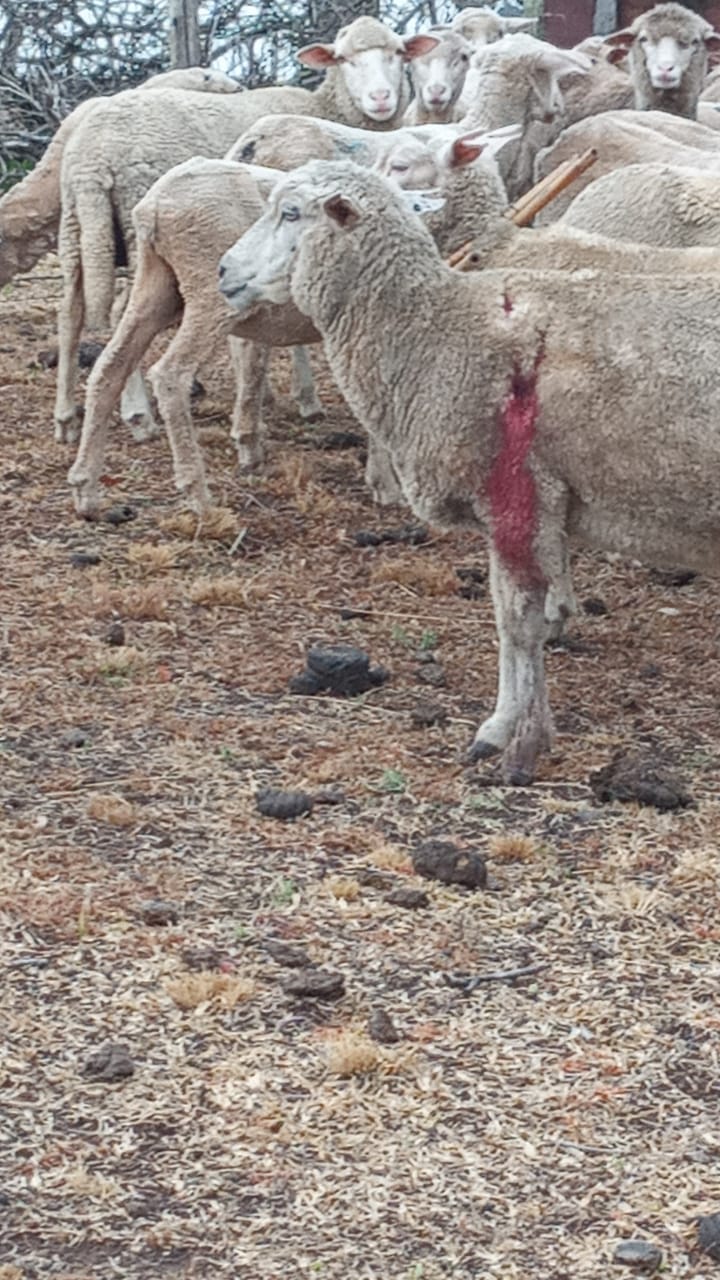 Cães matam e mutilam ovelhas no interior