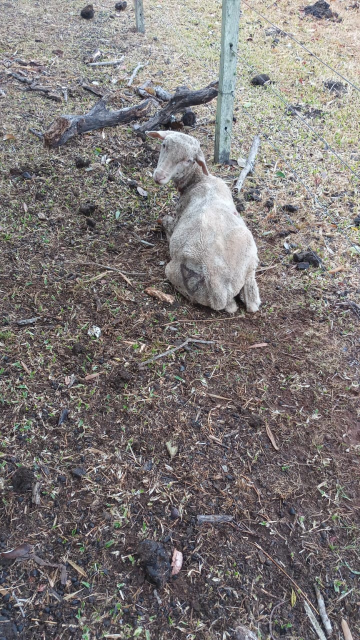 Cães matam e mutilam ovelhas no interior