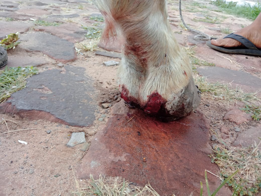 Cavalo com patas feridas foi apreendido enquanto puxava carroça carregada