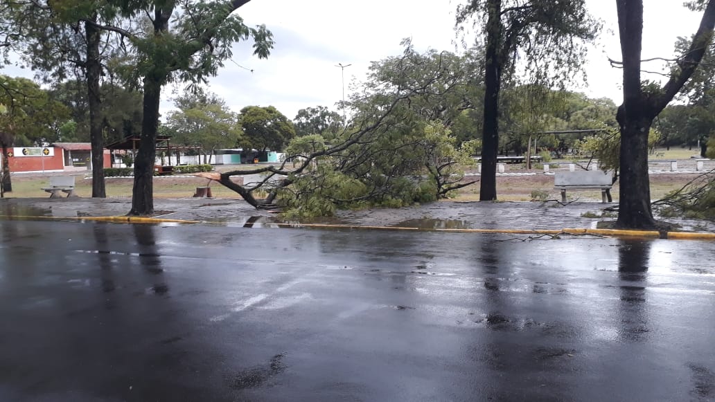 Chimarródromo tomba e é retirado do Parque Rui Ramos