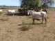 Cavalos sem água em campo próximo a Alegrete