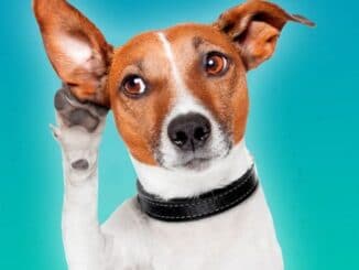Inédito: 20 vagas para formação em auxiliar de veterinária em Alegrete
