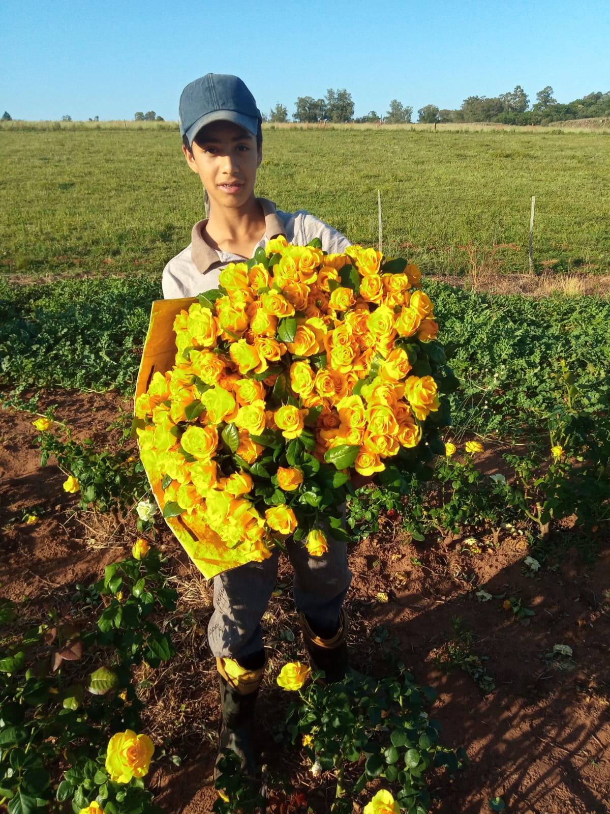 Plantação de rosas