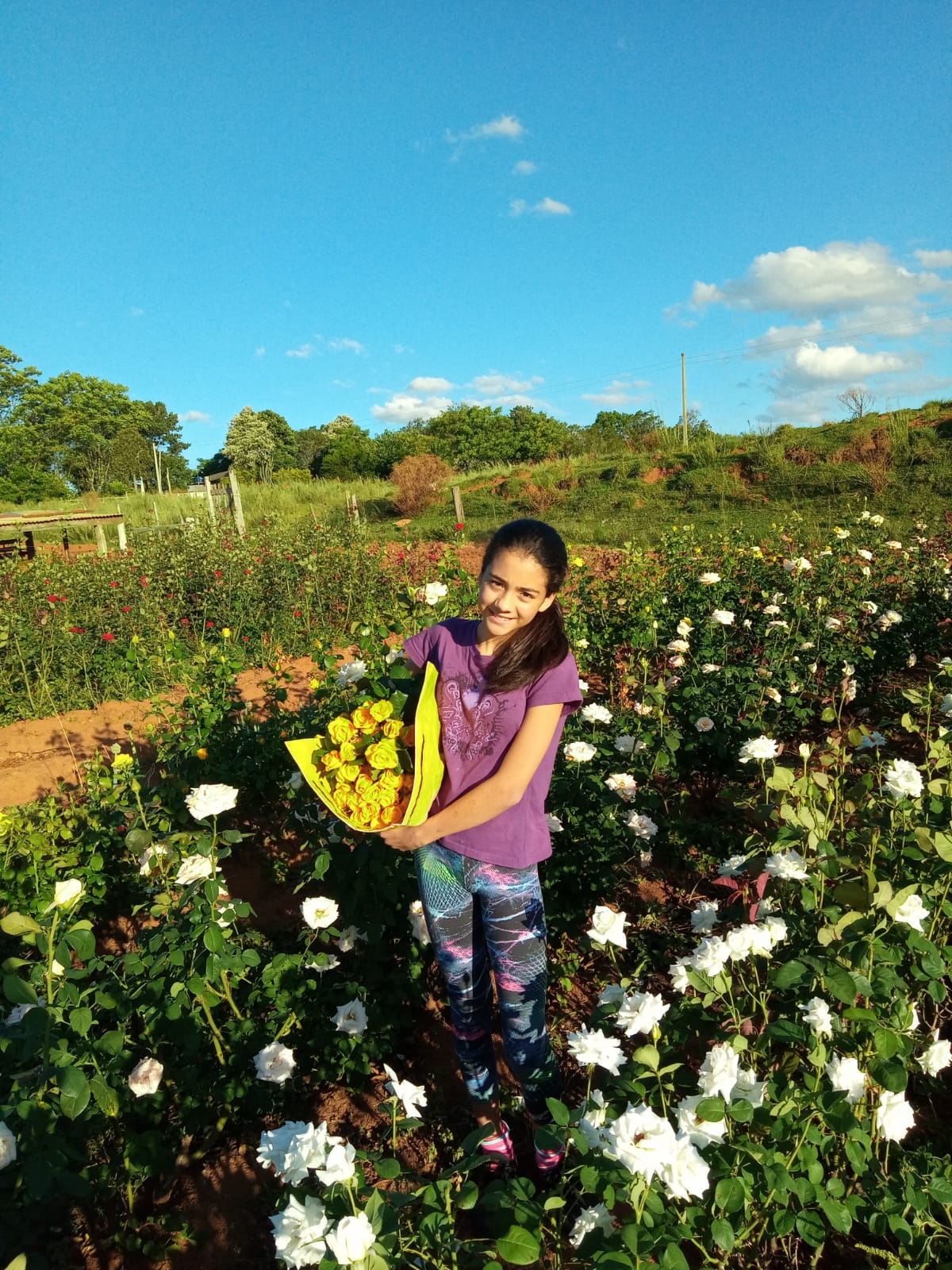 Plantação de rosas