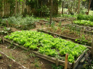 Como eliminar as pragas da sua horta de forma simples