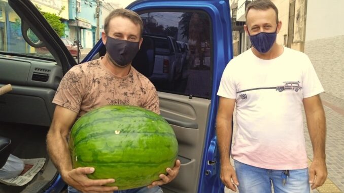 Agricultores colhem melancia 'gigante' de 43 kg em Santana do Livramento