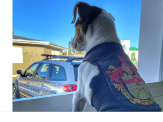 Cão abandonado é adotado pela Brigada Militar em Farroupilha