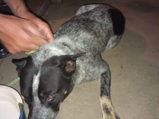 Cão atropelado é deixado ferido em via pública