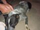 Cão atropelado é deixado ferido em via pública