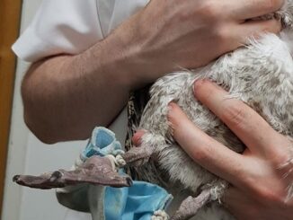 Pássaros com máscaras enrroscadas nas patas
