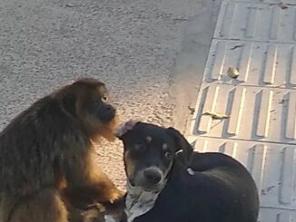Bugiu brinca com cão na praça