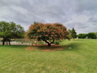 Parque Rui Ramos
