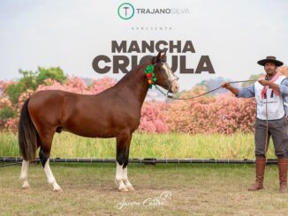 Cavalo Guasco Haragano-TE