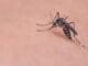 Mosquito