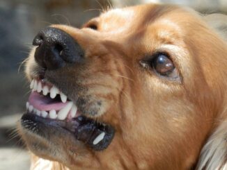Cachorro-bravo