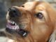 Cachorro-bravo