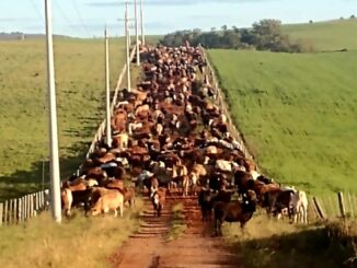 Tropa ao longo de um cooredor em Alegrete