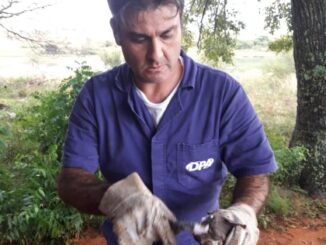 Captura de morcegos pelo Núcleo de Controle de raiva herbívora