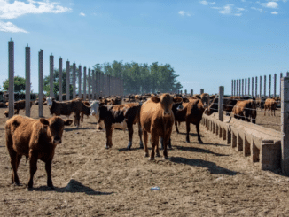 Rio Grande do Sul embarca mais de cinco mil terneiros para o Egito