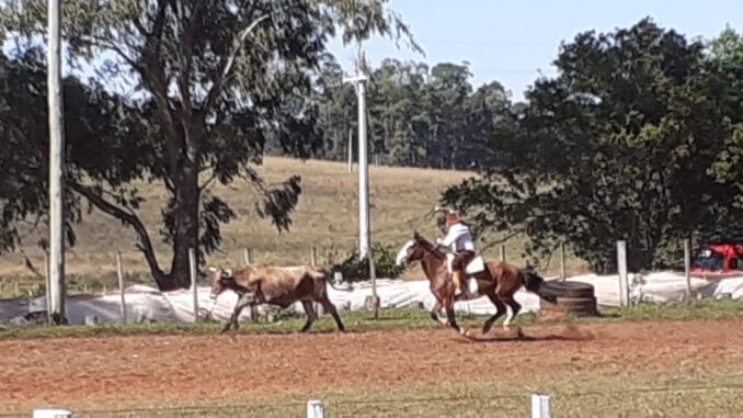 Tiro de laço do Rodeio do CTG Oswaldo Aranha Tiro de laço do Rodeio do CTG Oswaldo Aranha