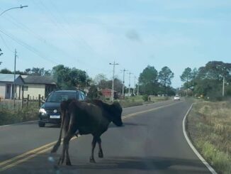 Vaca na Tiaraju