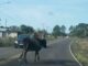 Vaca na Tiaraju