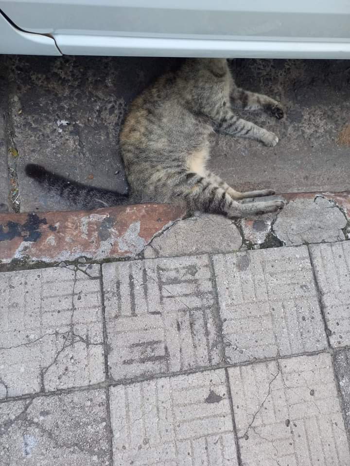 Até gato morto junto com o lixo dos containers