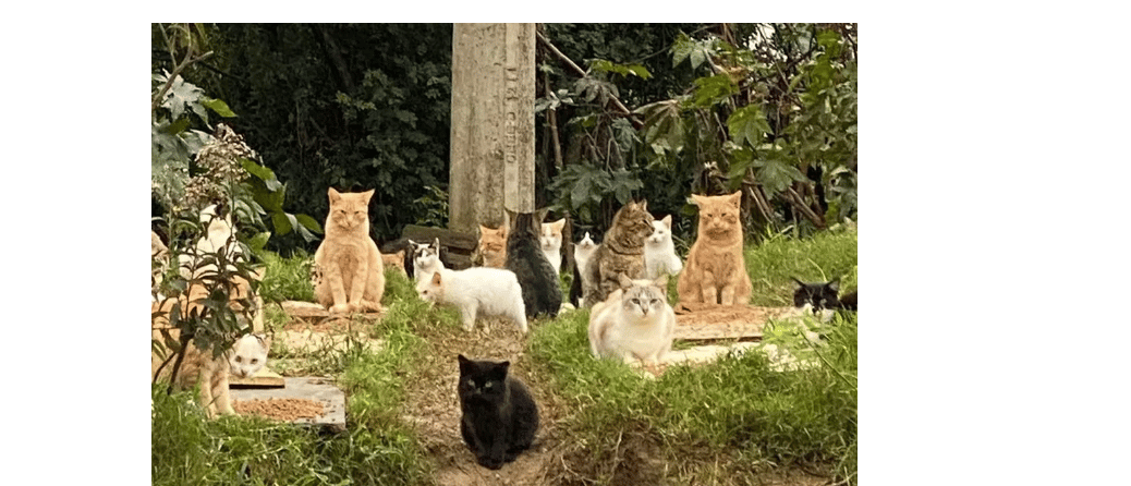 Idoso cuida de 180 gatos abandonados em terreno de Guaíba: 'por amor', diz