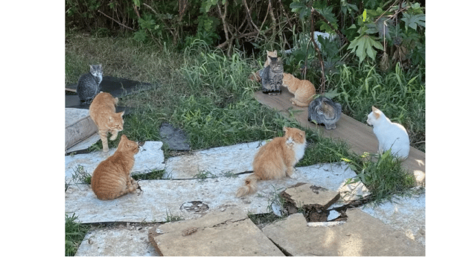 Idoso cuida de 180 gatos abandonados em terreno de Guaíba: 'por amor', diz