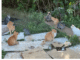 Idoso cuida de 180 gatos abandonados em terreno de Guaíba: 'por amor', diz
