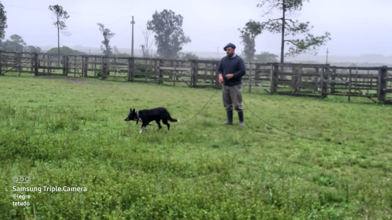 adestramento de cães