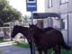 cavalos num ponto de ônibus em Alegrete