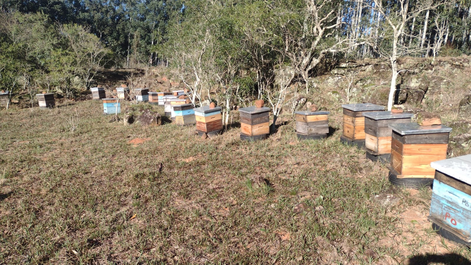 Mortandade de abelhas em Alegrete